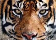 Quiz Vrai ou faux : le tigre