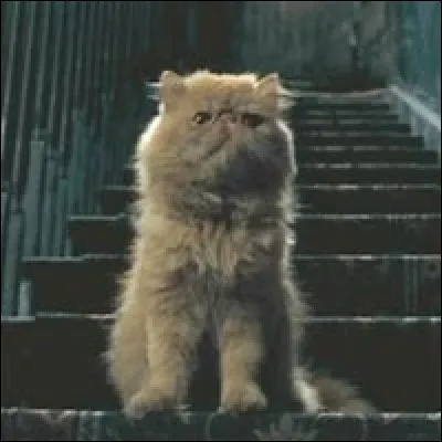 Hermione possède un chat, connaissez-vous son nom ?