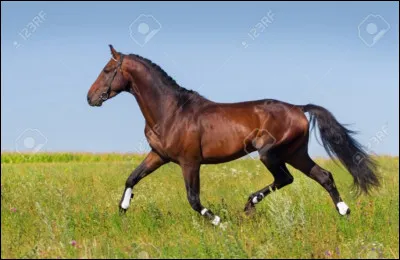 Le trot est une allure :