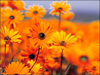 F comme fleur : quand une fleur est morte, on dit qu'elle est...