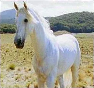 Comment s'appellent ces chevaux blancs ?