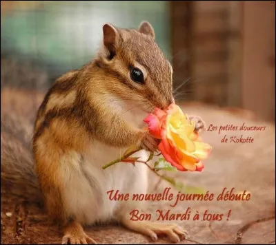 Comment dit-on "mardi" ?