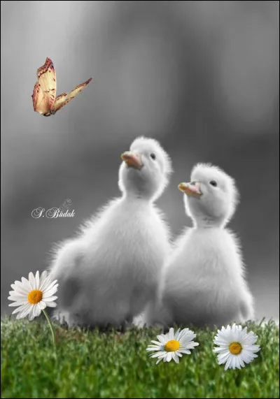 Dans le conte d'Andersen, quel animal était finalement le vilain petit canard ?