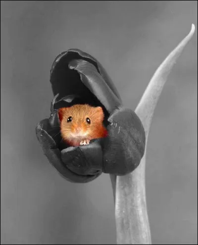 Quel animal n'est pas un petit-gris ?