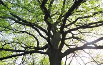 Quel arbre préférez-vous ?