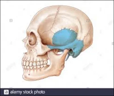 Comment s'appelle cet os qui se trouve dans notre tête ?