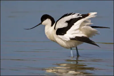 Quel est cet animal ?