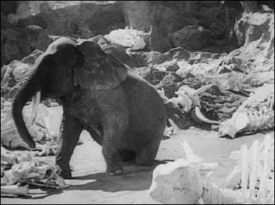 Qui est l'auteur-interprète de la chanson ''Le Cimetière des éléphants'' ?