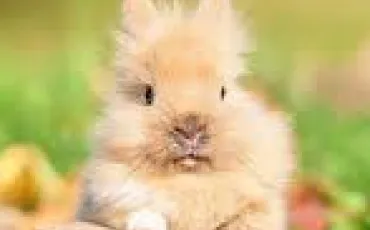 Quiz Lapins