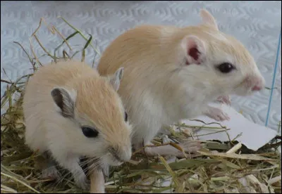 Combien y a-t-il de sortes de gerbilles ?