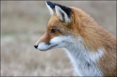 Le renard est-il carnivore ?