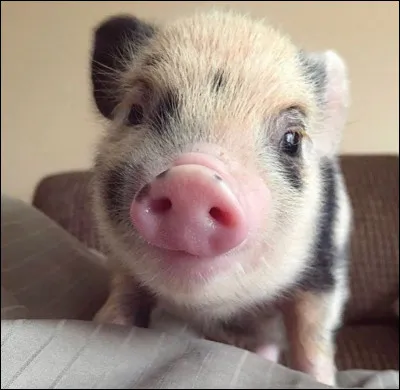 Est-ce que la truie est un animal domestique ?