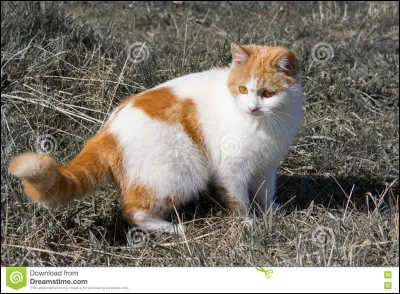 Comment se nomme le lieutenant du clan à l'arrivée d'Étoile de Feu dans le clan ?