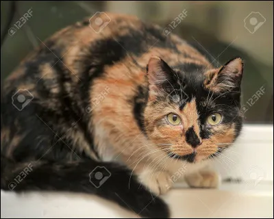 Qui a tué Petite Feuille ?