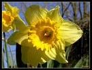 Quiz Fleurs