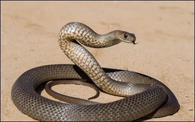 À quelle famille appartient le serpent ?