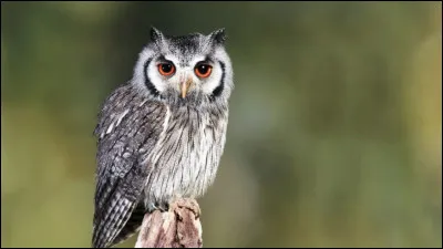 À quelle famille appartient le hibou ?