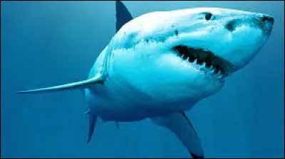 Quels animaux ont des arêtes et des écailles ?