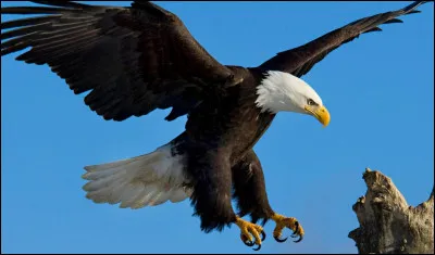 Quels animaux ont des plumes et des os ?