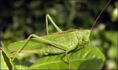 Quels animaux n'ont ni os ni arêtes ?
