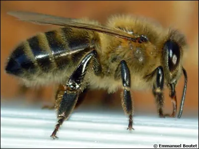 À quelle famille appartient l'abeille ?