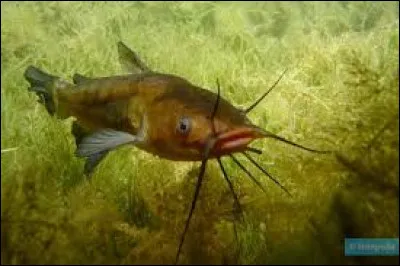 À quelle famille appartient le poisson-chat ?