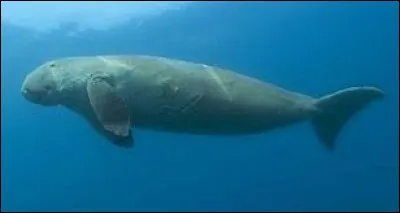 Quel est cet animal ?