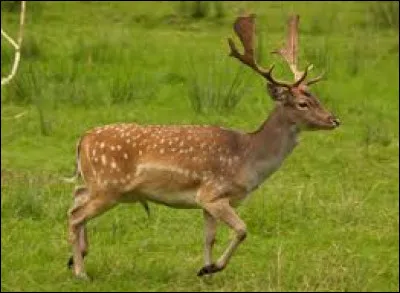 Quel est cet animal ?