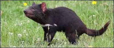 Quel est cet animal ?