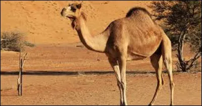 Quel est cet animal ?