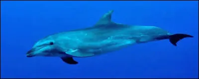 Quel est cet animal ?