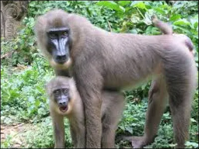 Quel est cet animal ?