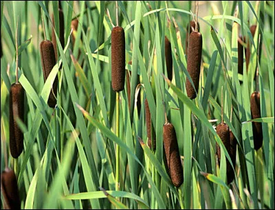 Pour voir ça, inutile d'aller au zoo...