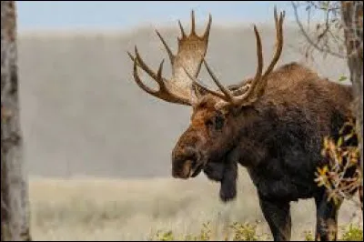 Quel est cet animal ?