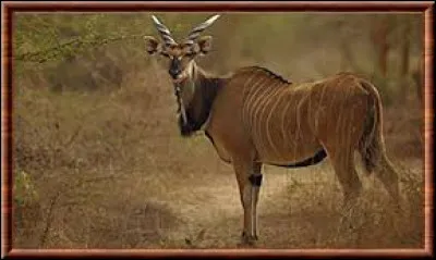 Quel est cet animal ?