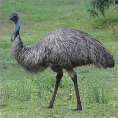 Quel est cet animal ?