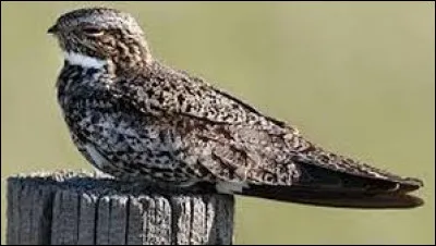 Quel est cet animal ?