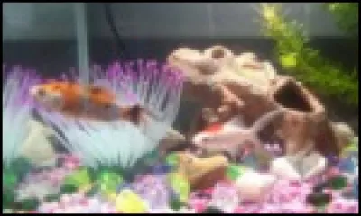 Sont-ce des poissons ?