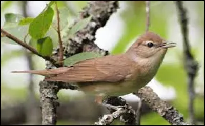 Quel est cet animal ?