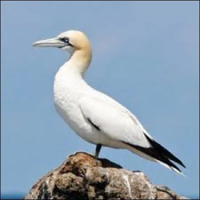 Quel est cet animal ?