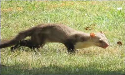 Quel est cet animal ?