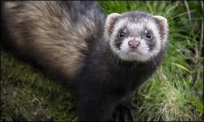 Quel est cet animal ?