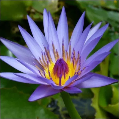 Et pour terminer, si vous ne trouvez pas la r&eacute;ponse &agrave; cette fleur, vous ferez ... !