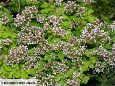 Un chanteur disparu chanta cette chanson !