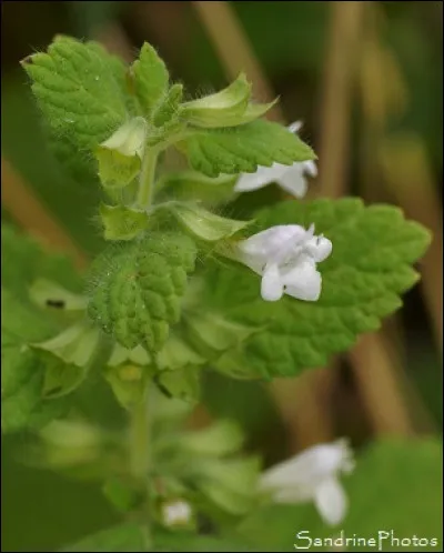 Dites jamais que je vous ai dis &ccedil;a !