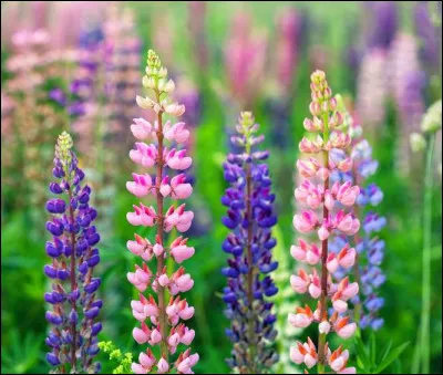 Il porte le m&ecirc;me nom que cette fleur, il fait partie des proches de Harry Potter, trouvez son pr&eacute;nom !