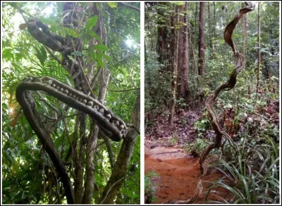 Trouvez le nom de cette chanteuse ... au fur et &agrave; mesure !