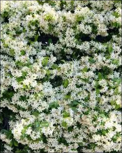 Quand fleurit-elle ?