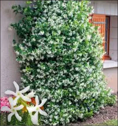 Cette plante est-elle rustique ?