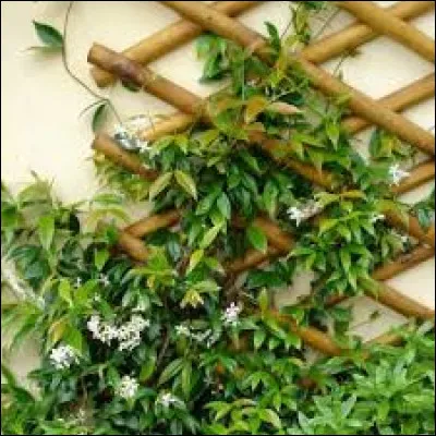 Sous quel autre nom est-il connu ?